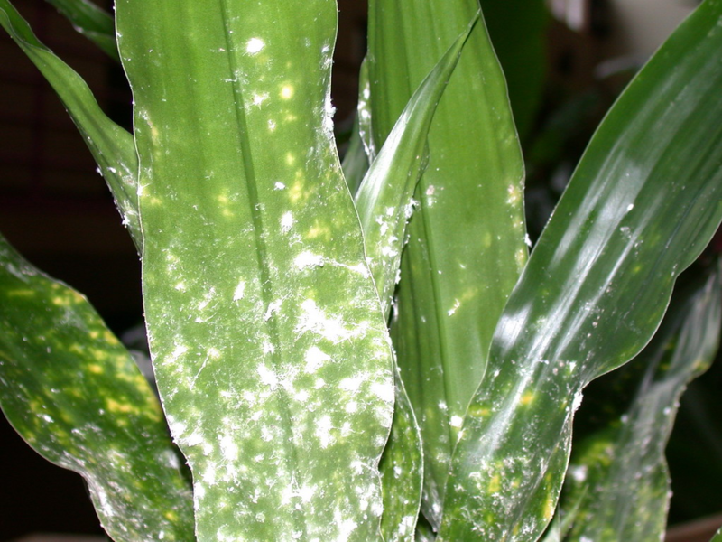 Mealybug un kā ar to tikt galā