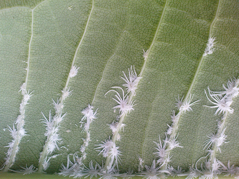 Mealybug ellenőrzés