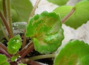 Cómo tratar las plantas