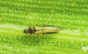 Parasites on indoor plants