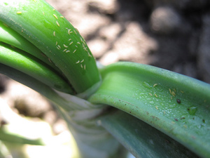 Fighting thrips at home