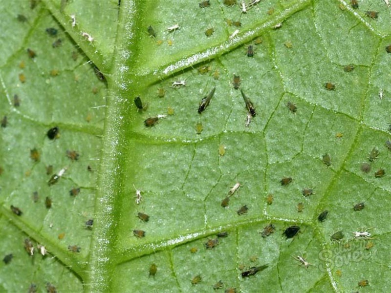 Thrips på indendørs planter: behandling