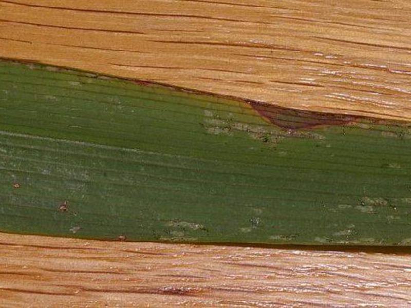 Thrips mikroskopā