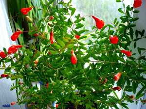 How to grow pomegranate from seeds