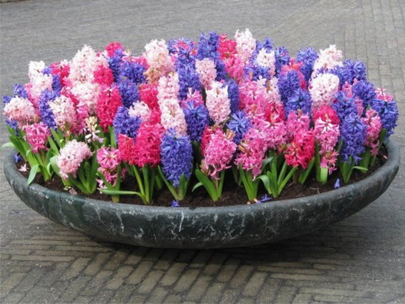 Types de fleurs qui poussent dans la maison