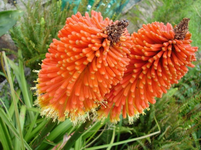 Spezielle Blütenkniphophie