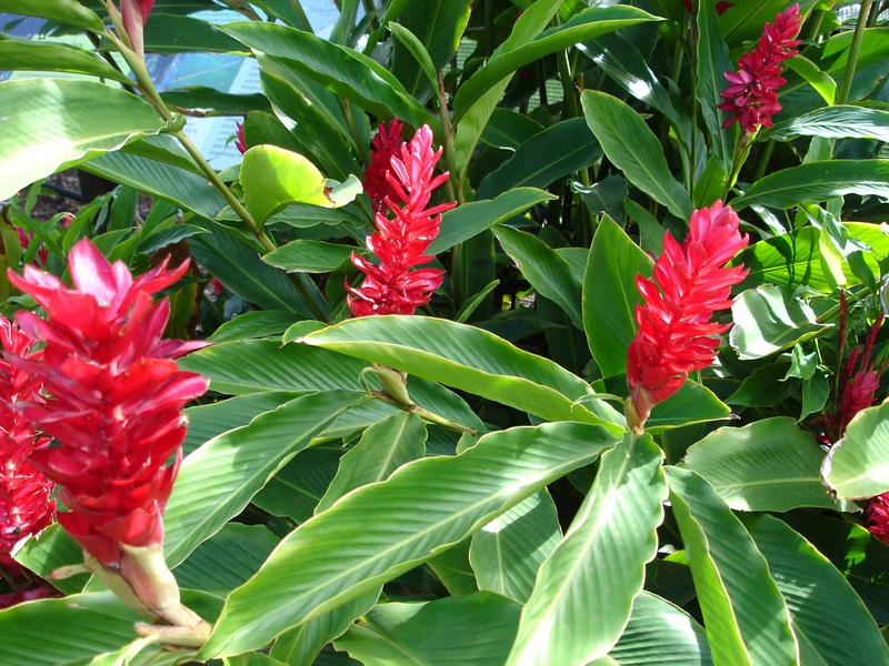 Descrição da flor de gengibre e suas propriedades benéficas