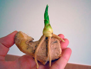 The nuances of planting ginger at home