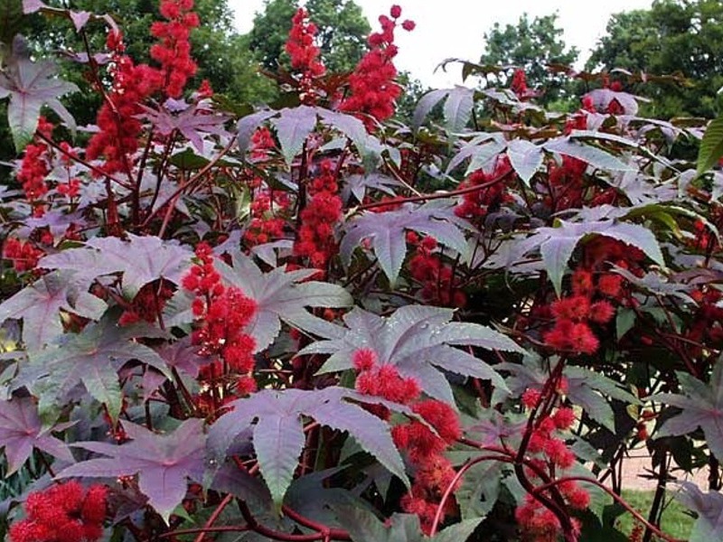 Description of the appearance of castor oil plant