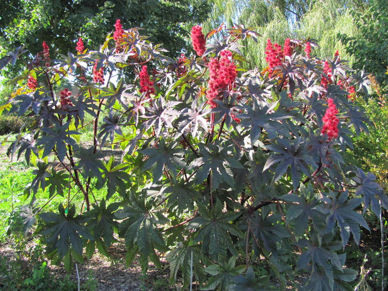 Mga katangian ng katangian ng castor bean