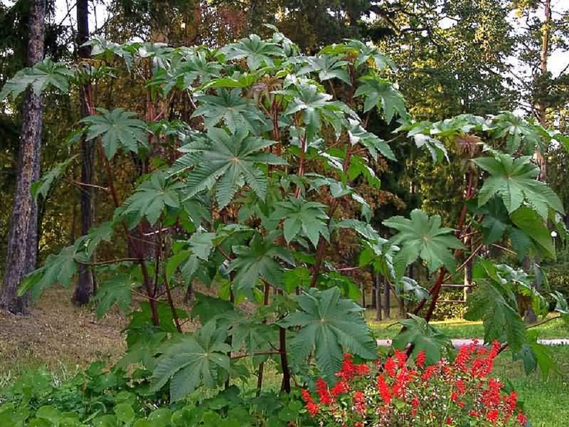 Proprietà velenose e pericolose della pianta di ricino