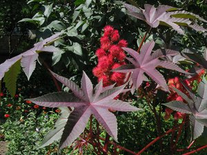 Characteristics of the castor bean plant