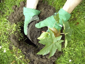 Normes per triar un lloc per plantar mongetes de ricí