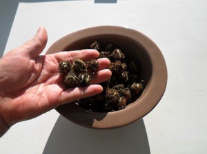 Nuances of planting seeds of a castor bean plant