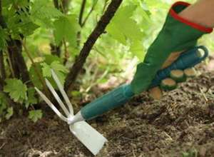 Requisits per a una cura adequada de les plantes d’oli de ricí