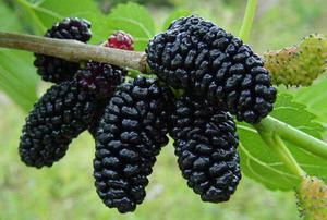 Pokok mulberry