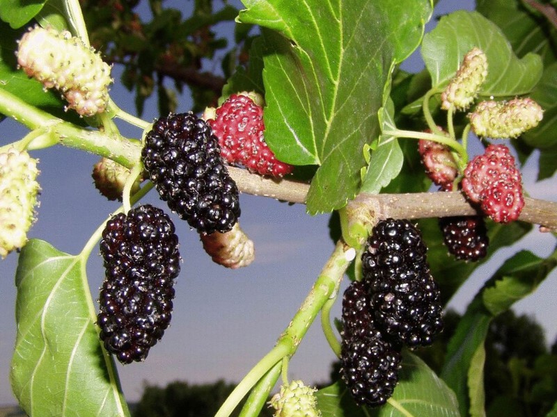 Mulberry - propiedades útiles de la morera.