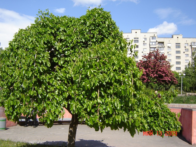 Black mulberry