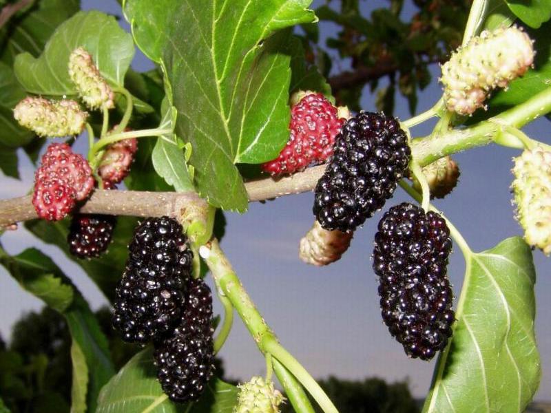 Maulbeere ist eine Beere, die besondere Aufmerksamkeit auf sich zieht