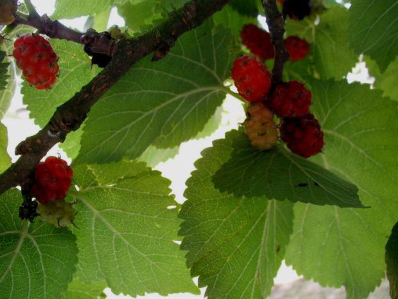 Arbre shulkovitsa fructífer