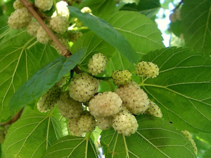 Fruites de morera sucoses