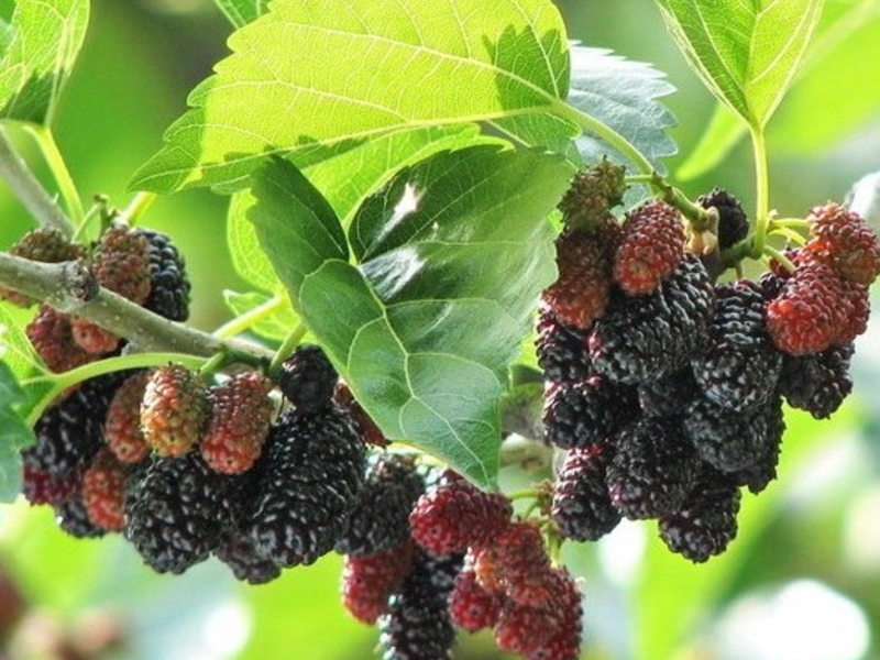 Mulberry ja sen tyypit