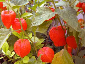 Qu'est-ce qui est fait de physalis