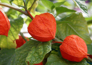 Cultură vegetală Physalis