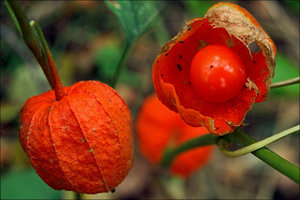 Wie man Physalis wächst