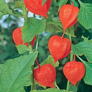 Hvordan vokse physalis