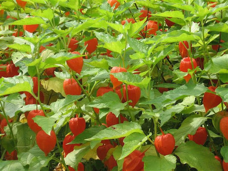 Quais são as propriedades da planta physalis?