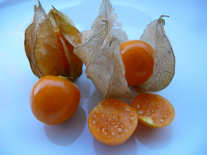 Bagaimana tumbuhan physalis digunakan