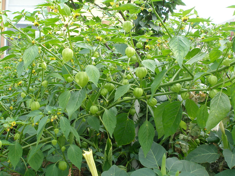 Caractéristiques de la plantation et de l'entretien des physalis