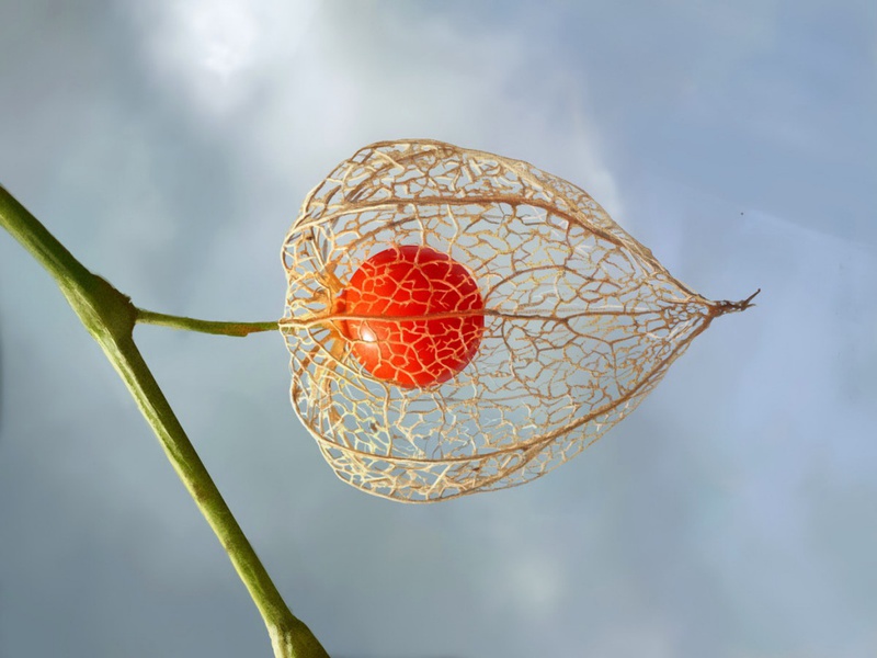 Odmiany Physalis