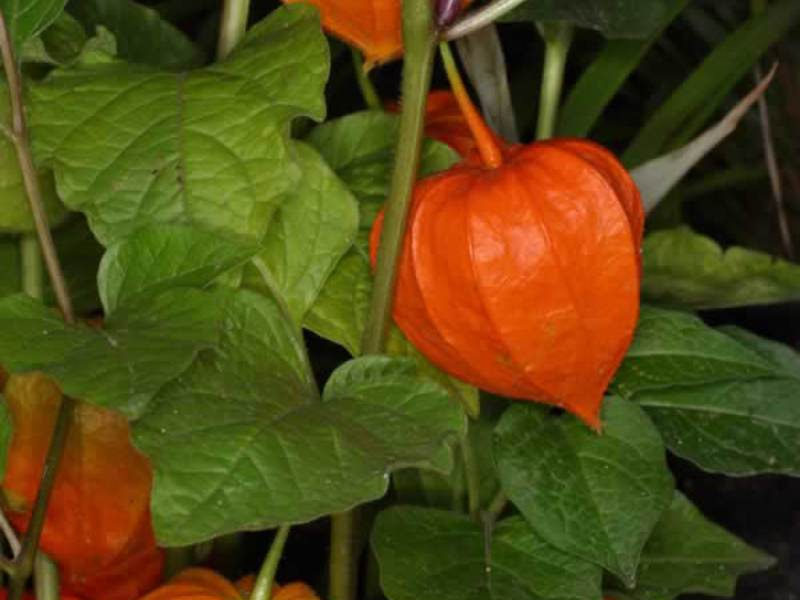 ¿Dónde se usa la planta physalis?