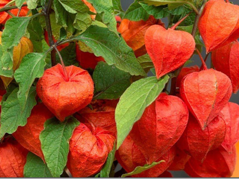 Odla och ta hand om en physalis-växt