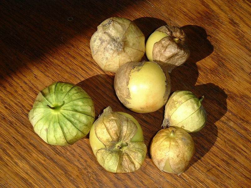 Cómo plantar physalis