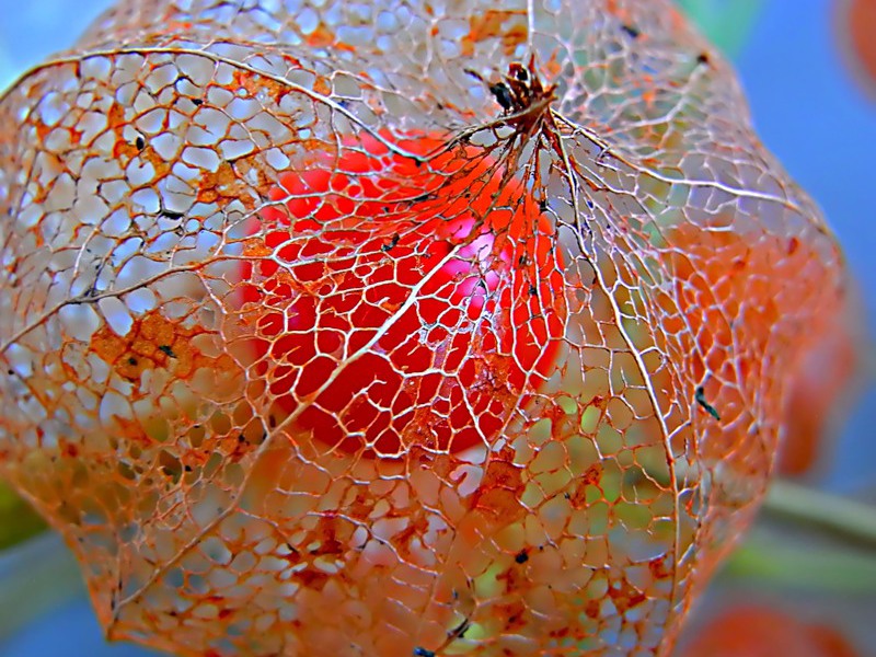 Hvordan ser physalis-frukten ut?