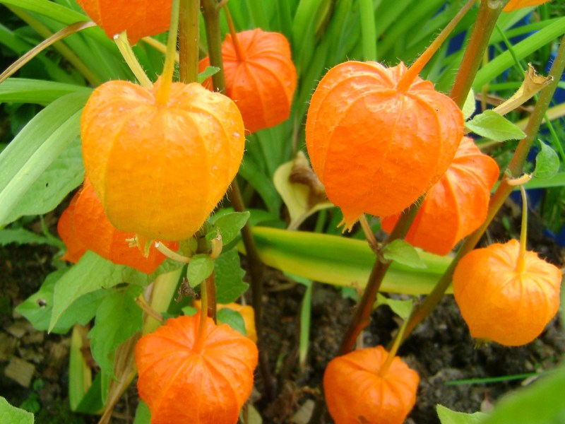 Voksende vegetabilsk physalis