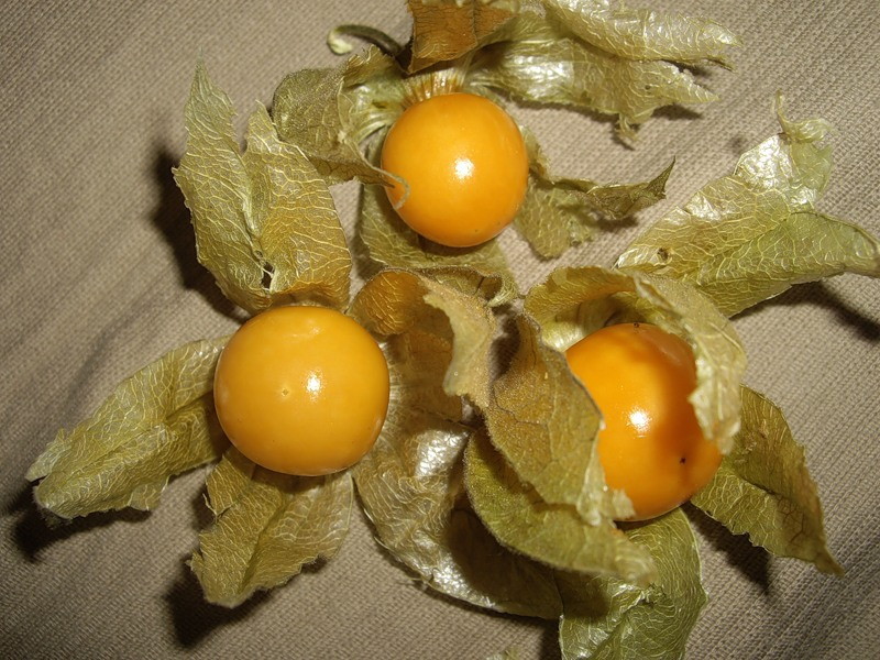 Physalis vårdfunktioner