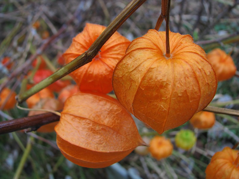 How physalis plant reproduces