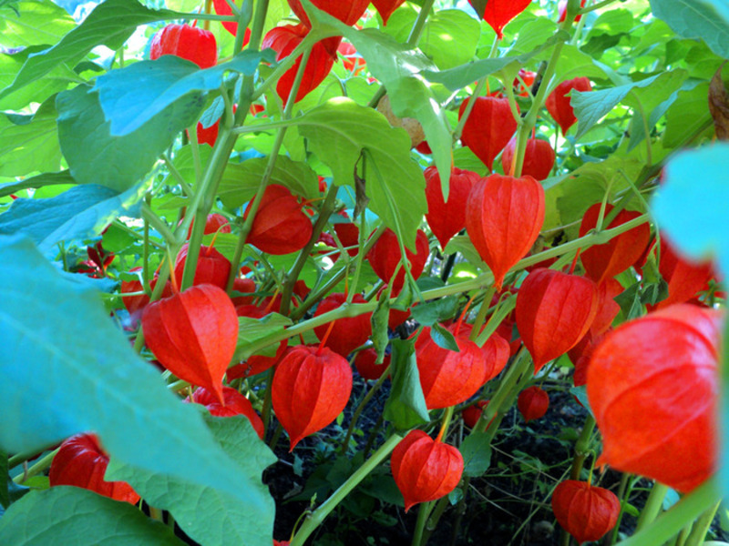 Jak roste Physalis Berry