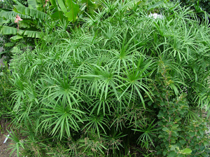 Reprodukce cyperus