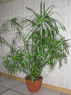 Plantes d'interior cyperus