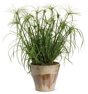 Cyperus-wortels