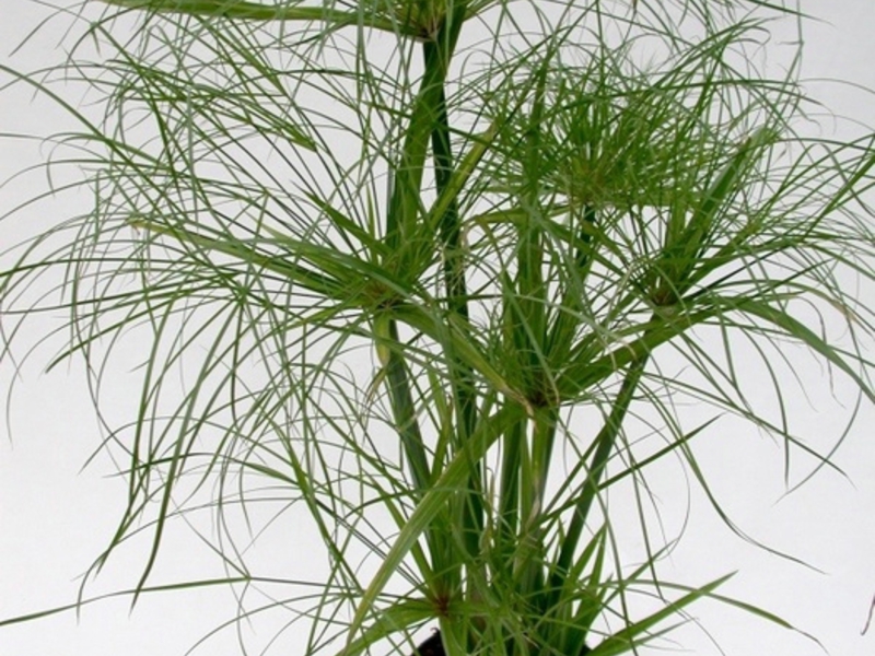 Cyperus zorg