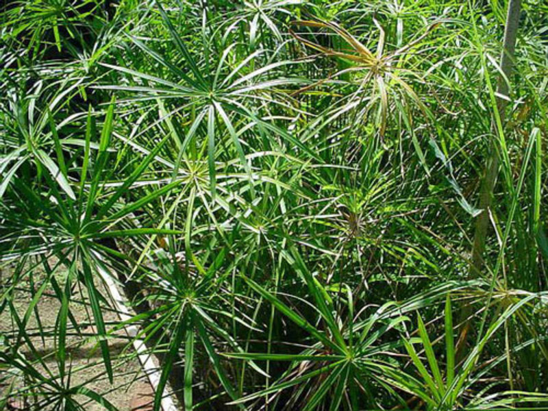 Cyperus é uma planta que adora umidade