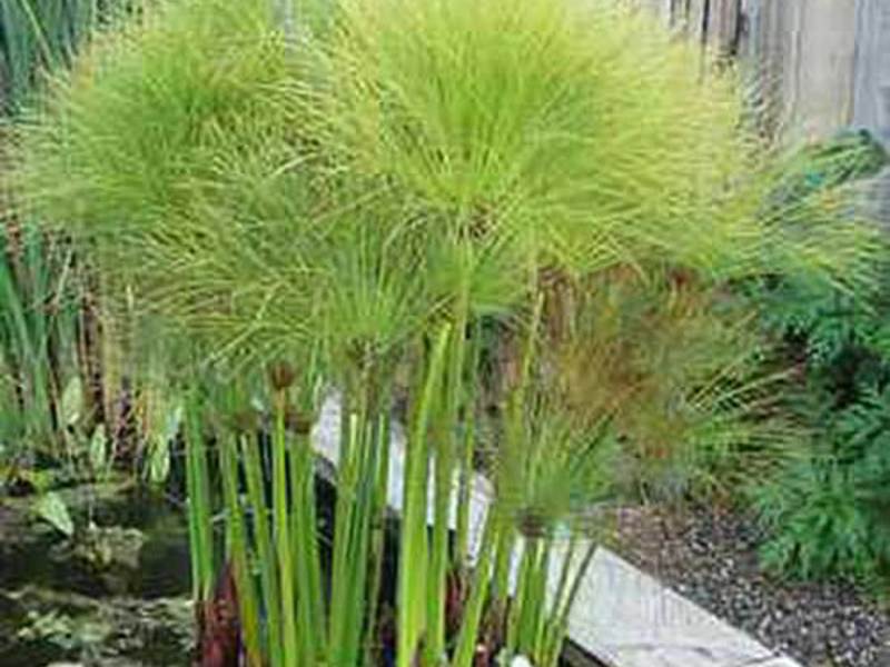 كيف ينمو Cyperus