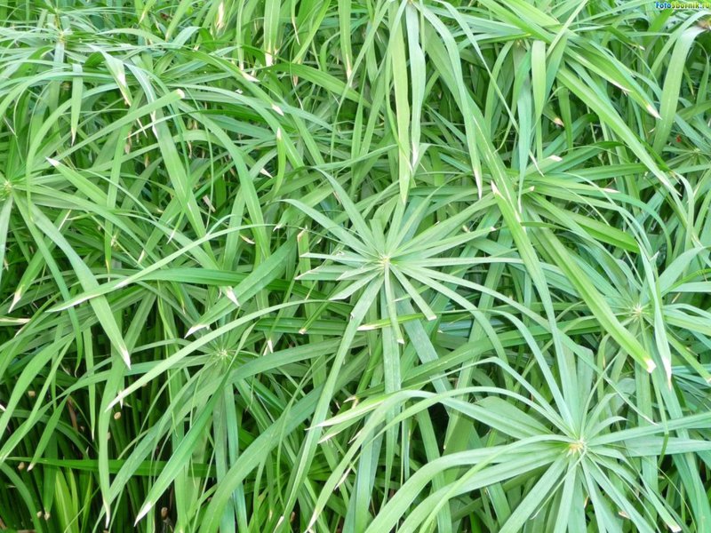 Planta Cyperus y sus variedades.