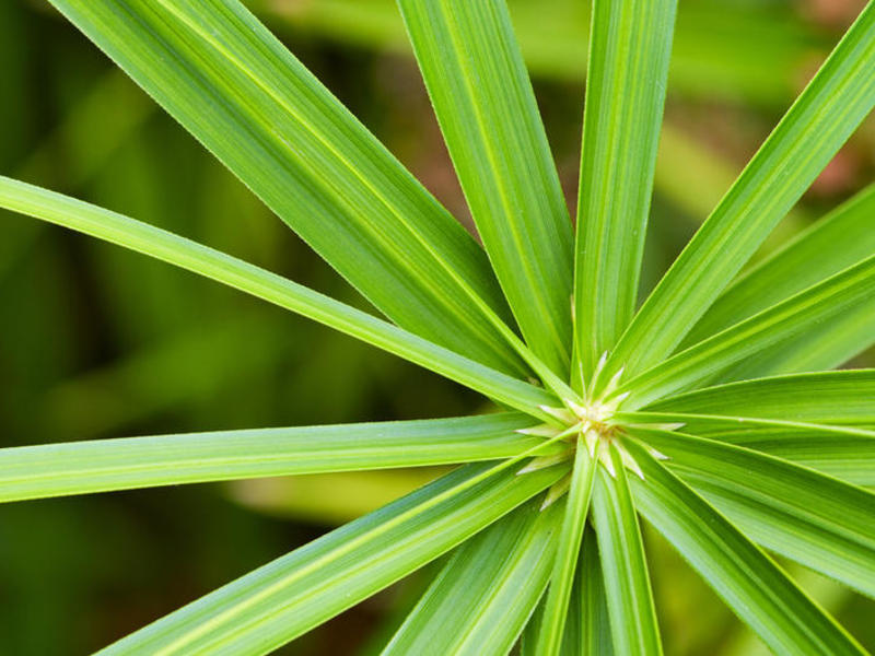 Quais são os tipos de cyperus